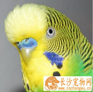 虎皮鹦鹉拉肚子 首先确认为啥出现拉稀