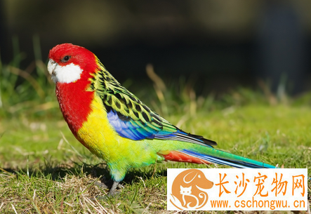 鹦鹉鸟衣原体病(肿眼病)的防治 会传染人类