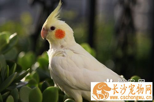 玄风鹦鹉