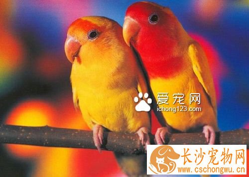 牡丹鹦鹉