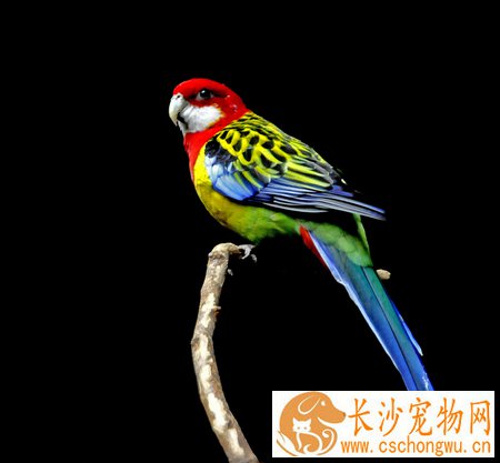 鹦鹉常见疾病的处理 糖缺乏症的预防与治疗