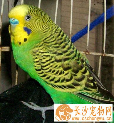 虎皮鹦鹉