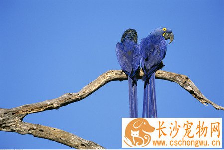 小鸟生病怎么办 及时补充水分及电解质