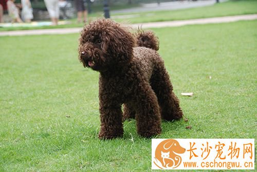 怎样急救狗狗 狗的急救与护理常识
