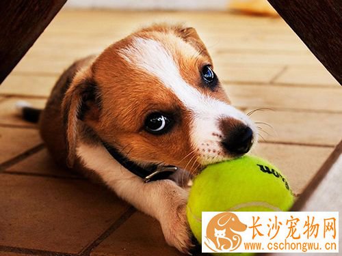 怎样急救狗狗 狗的急救与护理常识