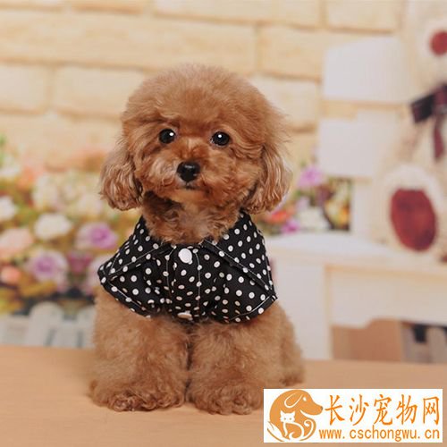 狗狗什么时候打疫苗  定期给狗进行疫苗的预防接种