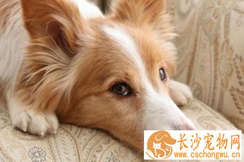 狗狗注射疫苗的误区以及狗狗去医院注意事项