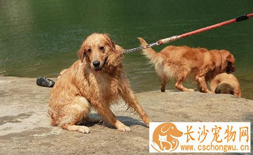 警惕狗传染疾病 狂犬病的传播途径