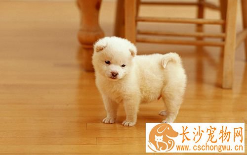 狗狗呕吐怎么办 狗狗呕吐腹泻治疗方法