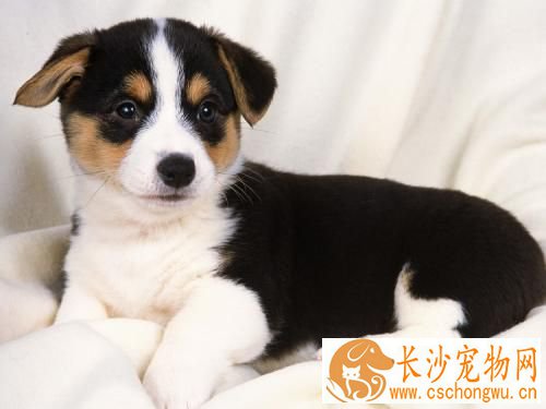 狗狗呕吐怎么办 狗狗呕吐腹泻治疗方法