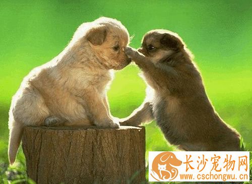 狗狗呕吐怎么办 狗狗呕吐腹泻治疗方法