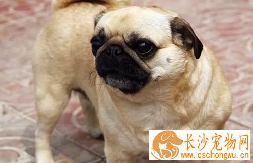 长不大的狗狗品种有哪些 长不大又好养的狗狗品种推荐