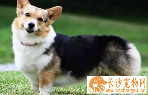 长不大的狗狗品种有哪些 长不大又好养的狗狗品种推荐