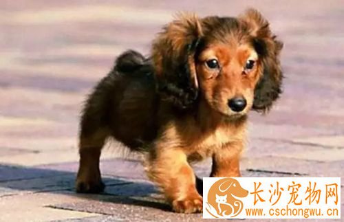 长不大的狗狗品种有哪些 长不大又好养的狗狗品种推荐