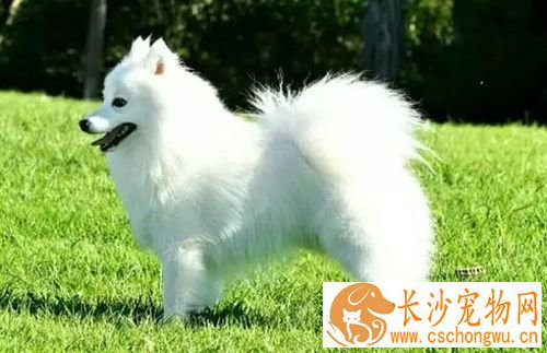 长不大的狗狗品种有哪些 长不大又好养的狗狗品种推荐