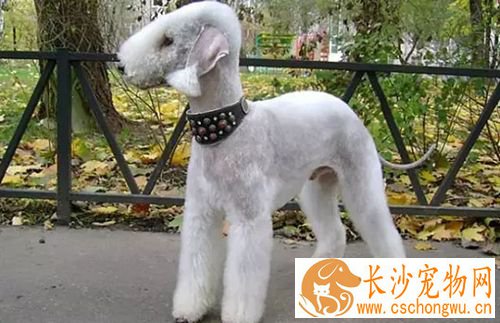 长不大的狗狗品种有哪些 长不大又好养的狗狗品种推荐