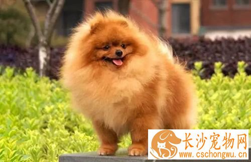 长不大的狗狗品种有哪些 长不大又好养的狗狗品种推荐