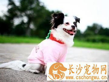冬天狗狗如何应对寒冷天气  狗狗冬天保暖应对措施