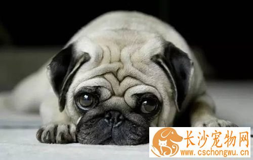 狗狗鼻子干是生病的前兆 狗狗鼻子会干的原因