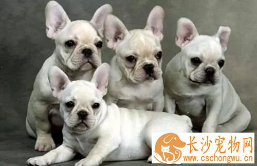 狗狗鼻子干是生病的前兆 狗狗鼻子会干的原因