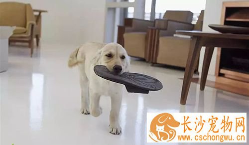狗狗乱咬鞋子怎么办 咬拖鞋占有欲作怪