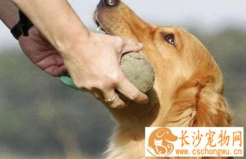 如何与狗狗互动交流 跟狗狗互动交流感情技巧