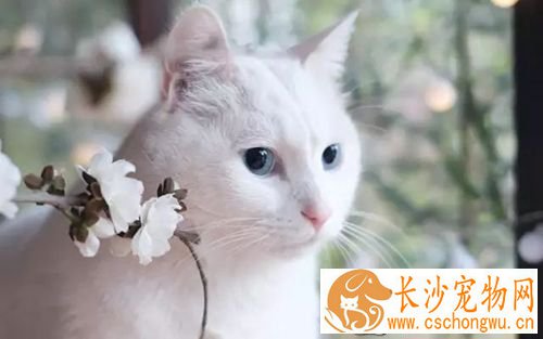 猫咪走丢了怎么办 让猫咪走失了自己回家的技巧与注意事项