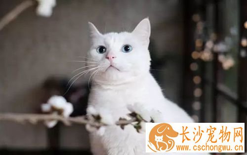 猫咪走丢了怎么办 让猫咪走失了自己回家的技巧与注意事项