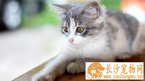 猫咪走丢了怎么办 让猫咪走失了自己回家的技巧与注意事项