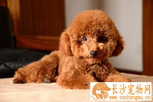 三个月的泰迪怎么养 养泰迪必须具备的条件
