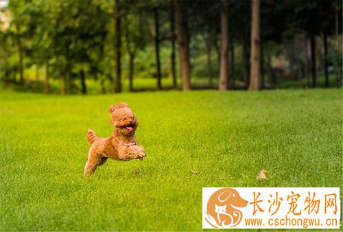 三个月的泰迪怎么养 养泰迪必须具备的条件