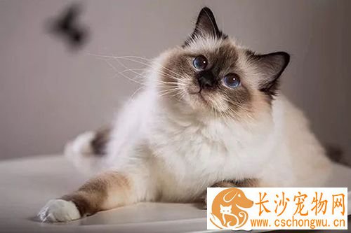 咬人的猫怎么治 对待咬人的猫咪纠正训练