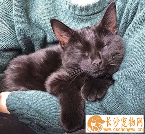 咬人的猫怎么治 对待咬人的猫咪纠正训练