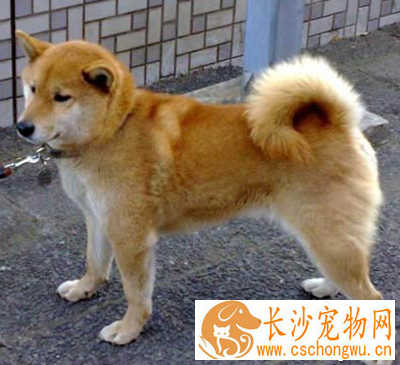 芬兰猎犬的特点 有平衡良好的方形躯体