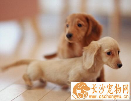 腊肠犬的特点 毛质虽硬但是却非常蓬松