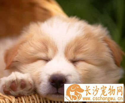 狗的特点 狗的消化道比食草动物要短