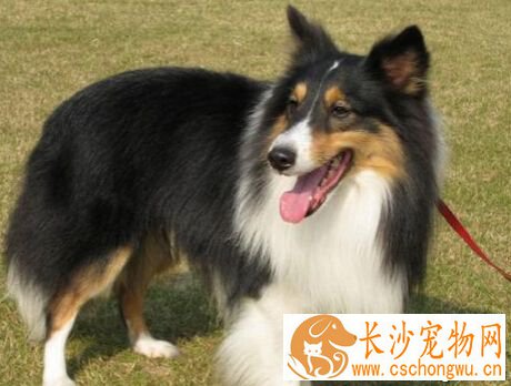 喜乐蒂的特点 对外界非常敏感容易乱吠乱叫