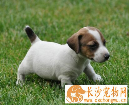 杰克罗素梗的特点 非常容易受外界影响
