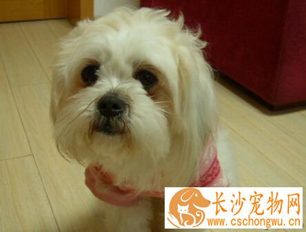 西施犬的特点 在中国拥有相当久远的历史