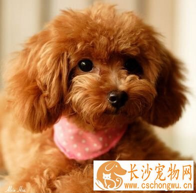 玩具贵宾的特点 非常喜欢让主人抱抱