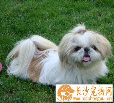 西施犬的特点 该犬体态高贵典雅