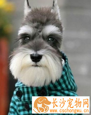 雪纳瑞怎么看纯不纯 分辨该犬外型特点