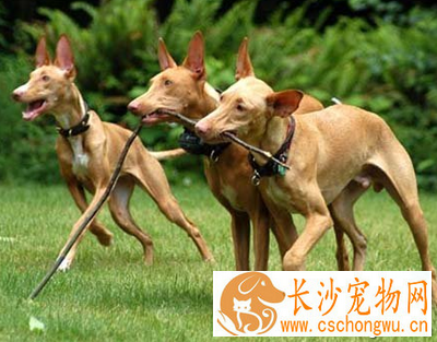 法老王猎犬的特点 动作非常平稳迅速