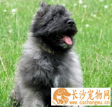 法兰德斯畜牧犬的特点 勇敢又不缺乏稳重
