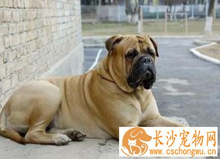 斗牛马士提夫犬的特点 它特别喜欢跑步