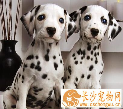 大麦町犬的特点 极具耐力善于奔跑运动