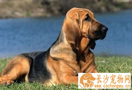 寻血猎犬的特点 寻血猎犬学习很快