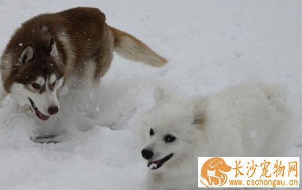 爱斯基摩犬的特点 人类的得力助手