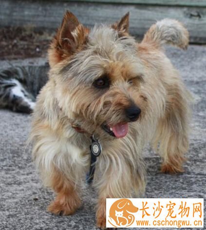 凯安梗的特点 一种会有些吵闹的小型犬