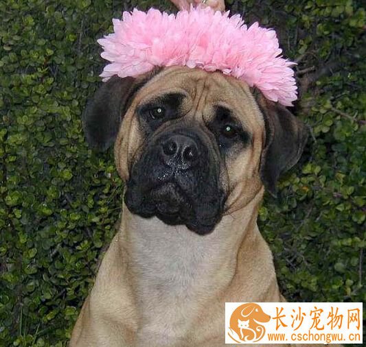 马士提夫犬的特点 给人印象庄严而高贵